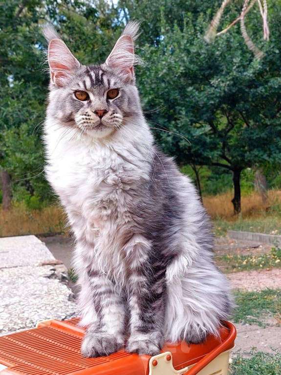 Кошки в Новошахтинске: Котята мейн-кун Девочка, 60 000 руб. - фото 1