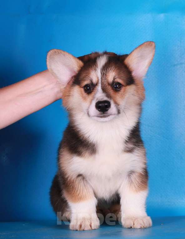 Собаки в Москве: вельш корги пемброк щенки Мальчик, 90 000 руб. - фото 5
