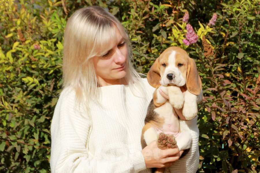 Собаки в Москве: щенок бигля девочка ркф Девочка, 45 000 руб. - фото 4