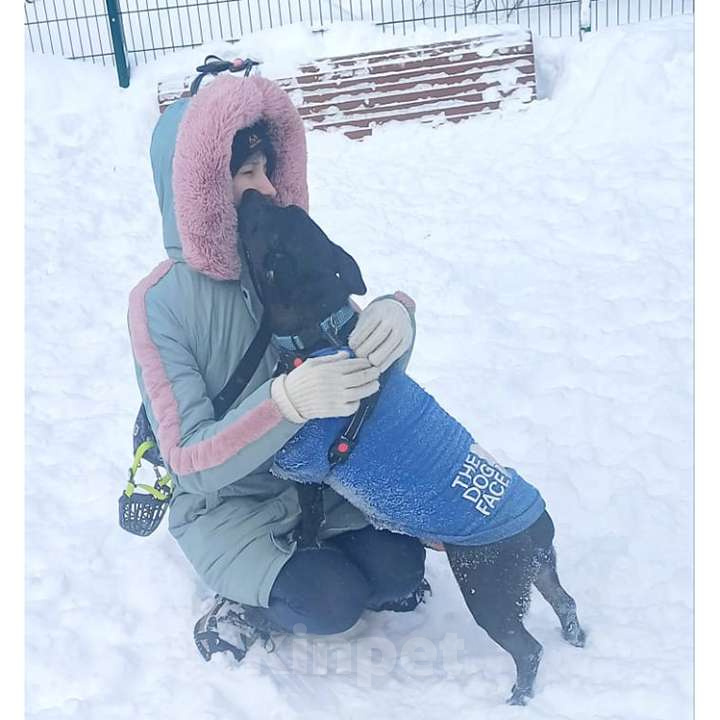 Собаки в Москве: Нежный брутал ГРОМ ищет семью Мальчик, 10 руб. - фото 3