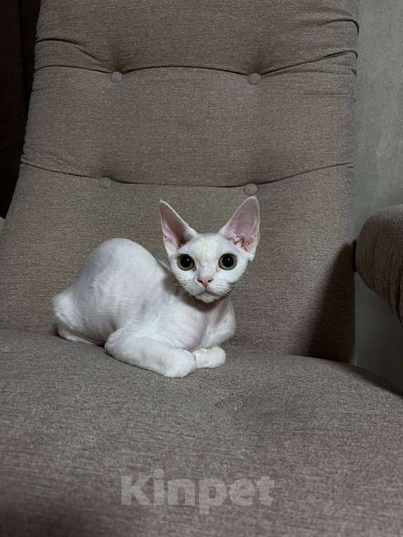 Кошки в Казани: Девон-рекс кошка Девочка, 50 000 руб. - фото 6
