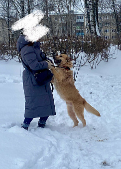 Добрый пес ищет дом