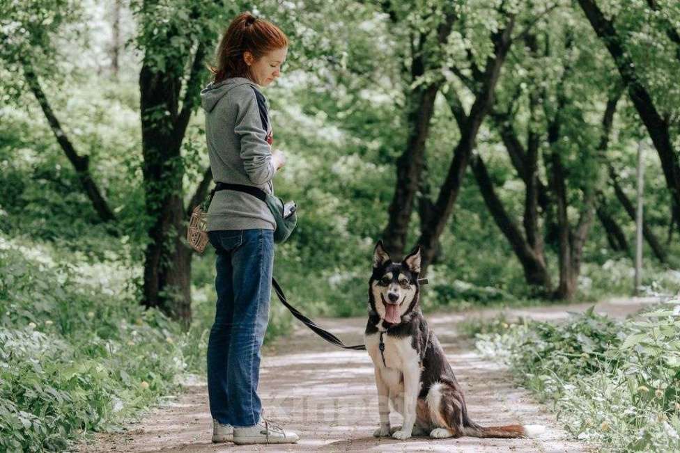 Собаки в Москве: Милли Девочка, Бесплатно - фото 4