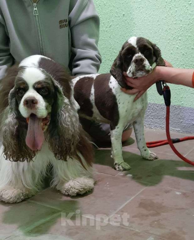 Собаки в Ярцево: Девочка для Обожания!!! Девочка, 55 000 руб. - фото 3