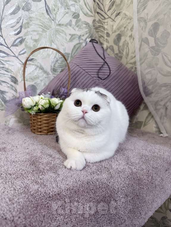 Кошки в Москве: Шотландский котик Мальчик, 21 000 руб. - фото 3