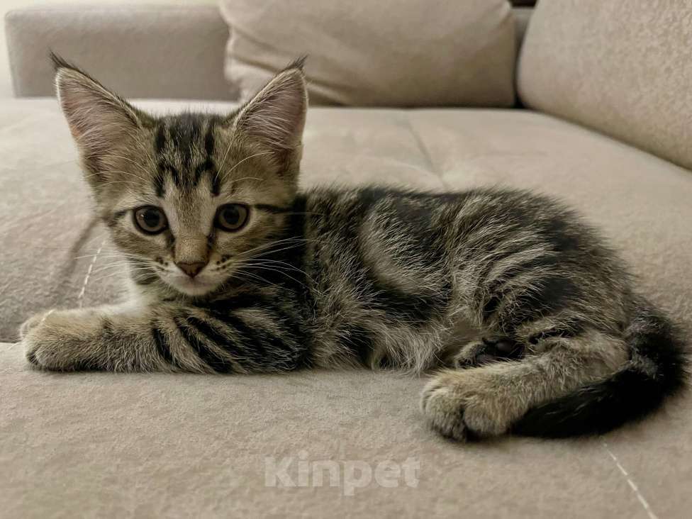 Кошки в других городах Московской области: Кошечка девочка шотландская (помесь) Девочка, 2 000 руб. - фото 8