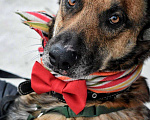 Собаки в Москве: Барри в добрые руки Мальчик, Бесплатно - фото 2