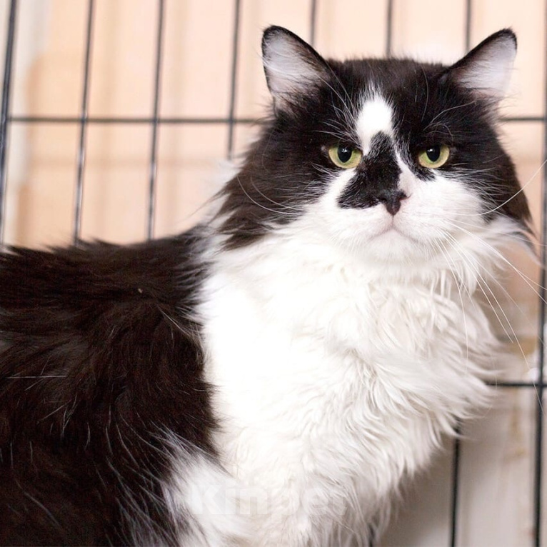 Кошки в Москве: Шикарный кот Толстопуз в дар Мальчик, Бесплатно - фото 3