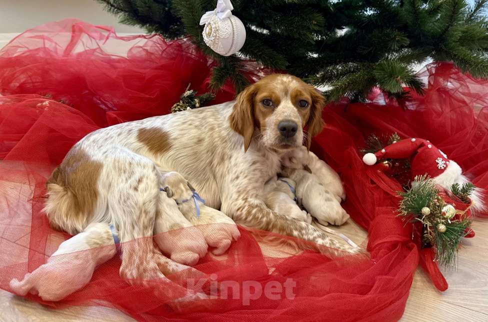 Собаки в других городах Воронежской области: Мальчик  Мальчик, 10 000 руб. - фото 2
