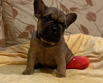 Собаки в Санкт-Петербурге: Шикарный мальчик французского бульдога Мальчик, 40 000 руб. - фото 1