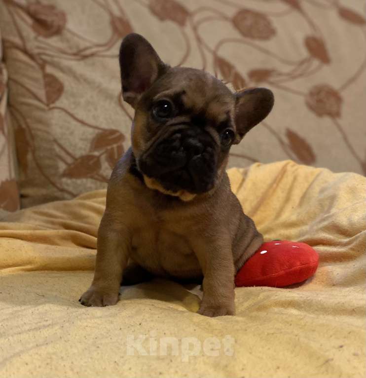 Собаки в Санкт-Петербурге: Шикарный мальчик французского бульдога Мальчик, 40 000 руб. - фото 1