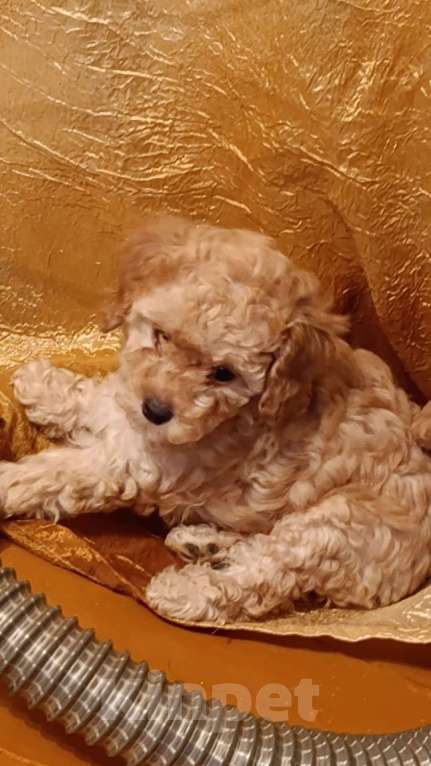 Собаки в Воронеже: Пудель миниатюра-той  Девочка, 30 000 руб. - фото 3