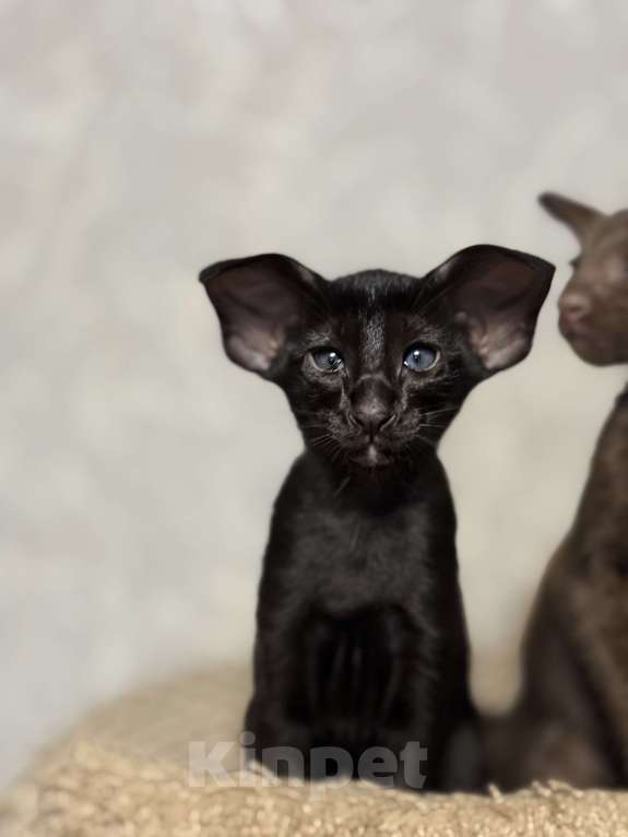 Кошки в Краснодаре: Ориентальный котёнок ! Девочка, Бесплатно - фото 3