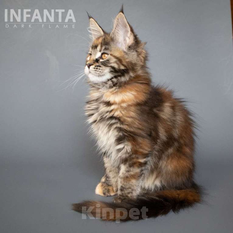 Кошки в других городах Воронежской области: Infanta Dark Flame Девочка, 50 000 руб. - фото 3