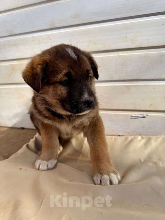 Собаки в Москве: Трогательные щеночки (3 мес.) срочно ищут дом Девочка, Бесплатно - фото 9