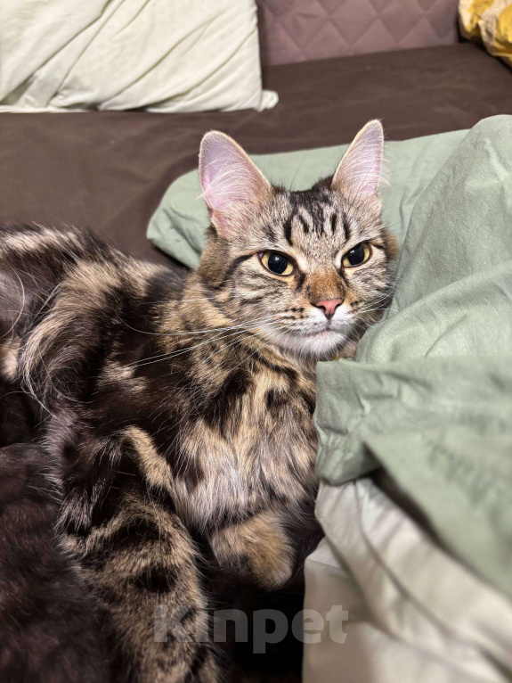 Кошки в других городах Московской области: Маруся ищет любящий дом! Девочка, Бесплатно - фото 6