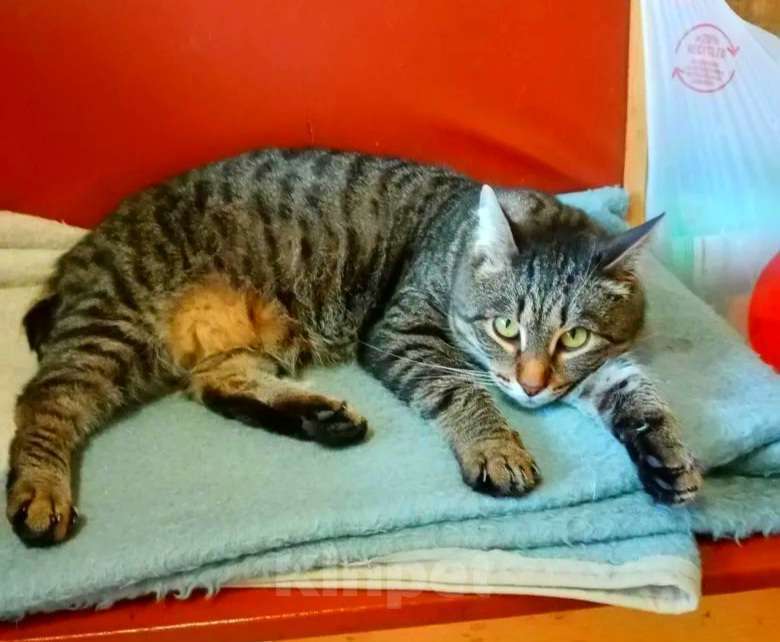 Кошки в Москве: Мишка великолепный супер ручной Мальчик, Бесплатно - фото 7