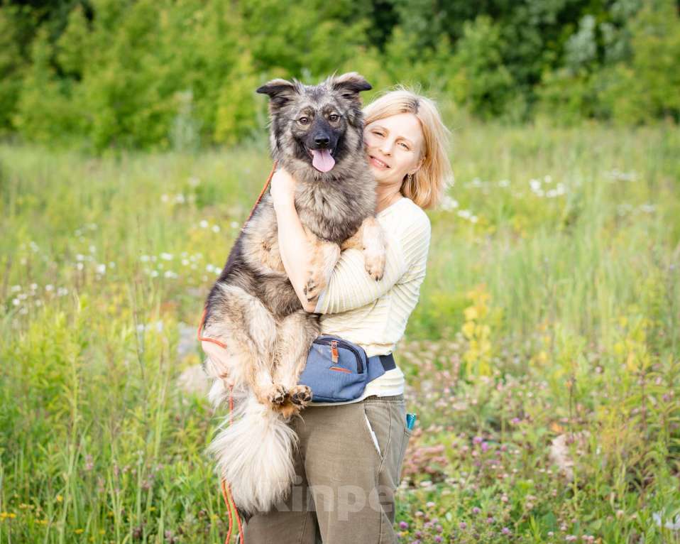 Собаки в Москве: Небольшая девочка из приюта ищет дом Девочка, Бесплатно - фото 3