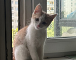 Кошки в Москве: Отдам котенка Мальчик, Бесплатно - фото 1