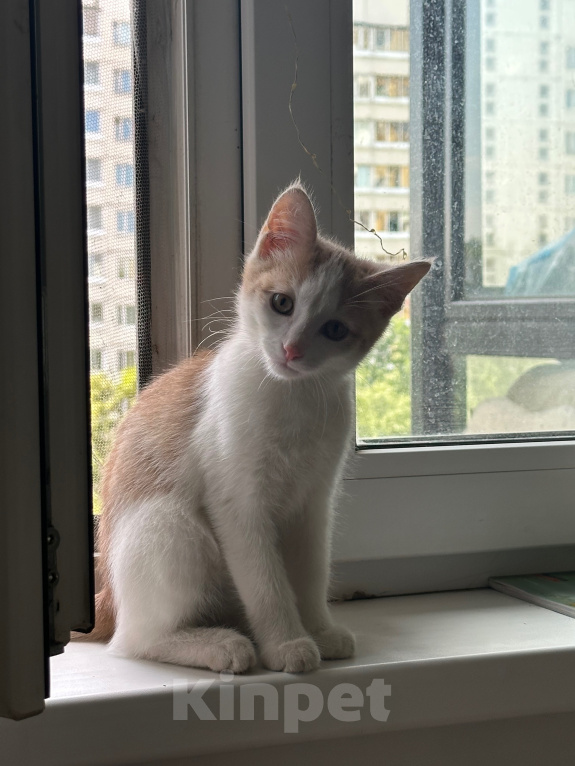 Кошки в Москве: Отдам котенка Мальчик, Бесплатно - фото 1