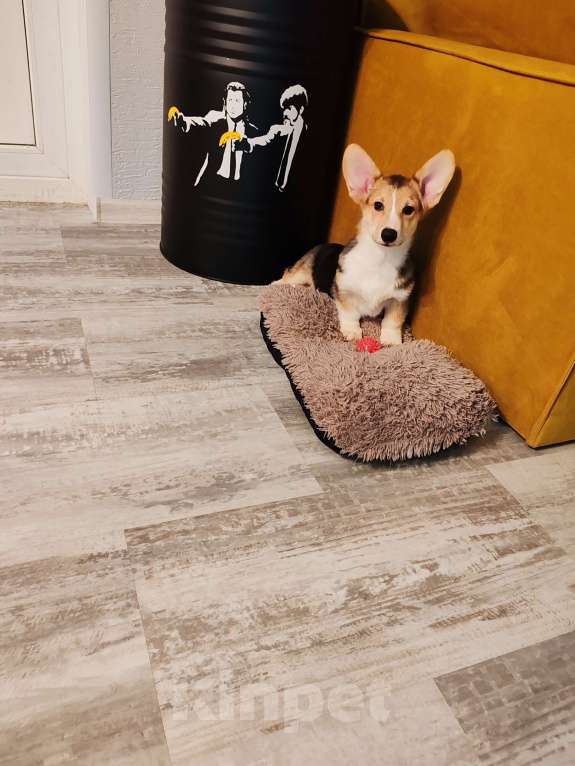 Собаки в Москве: Вельш корги пемброк мальчик  Мальчик, 25 000 руб. - фото 2