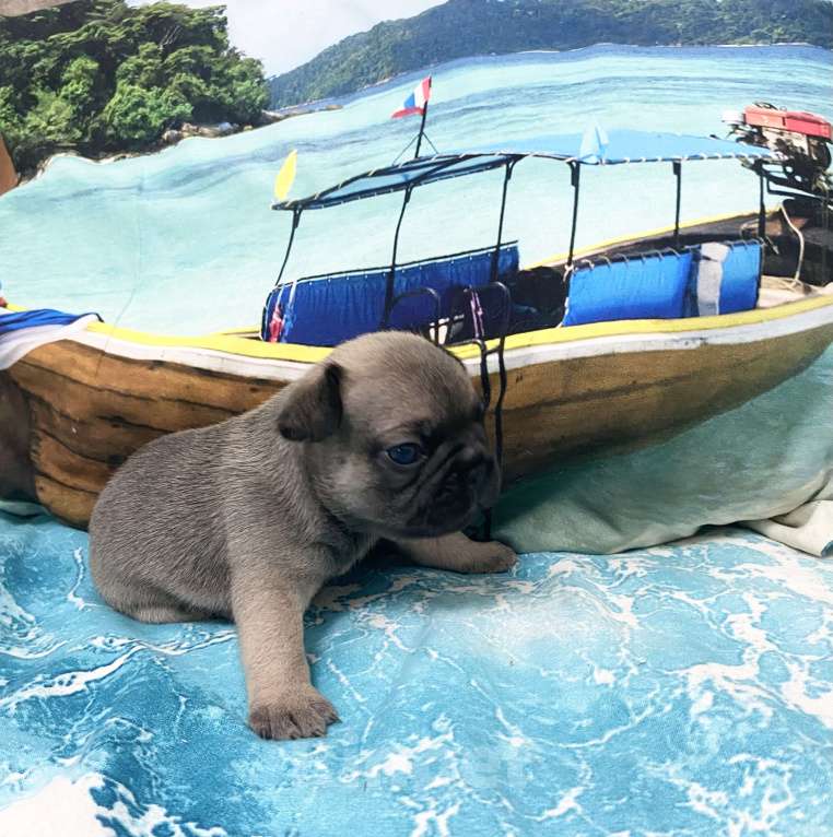 Собаки в Нижнем Новгороде: Щенки французского бульдога в продаже Девочка, 50 000 руб. - фото 7