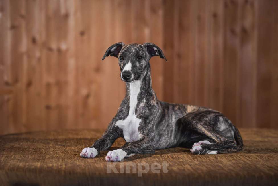 Собаки в Раменском: Уиппет щенок Девочка, 130 000 руб. - фото 6