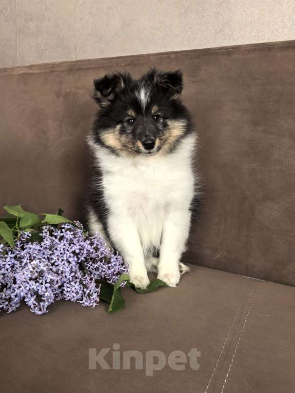 Собаки в Санкт-Петербурге: Трёхколерная девочка шелти Девочка, Бесплатно - фото 2