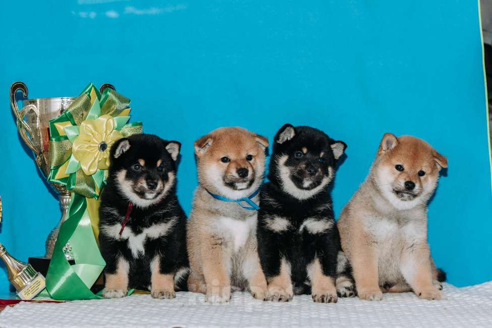 Собаки в Красноярске: Сиба-ину, щенок Мальчик, 60 000 руб. - фото 2