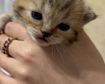 Кошки в Сочи: Шотландский котёнок, мальчик, пятнистый табби Мальчик, 15 000 руб. - фото 1