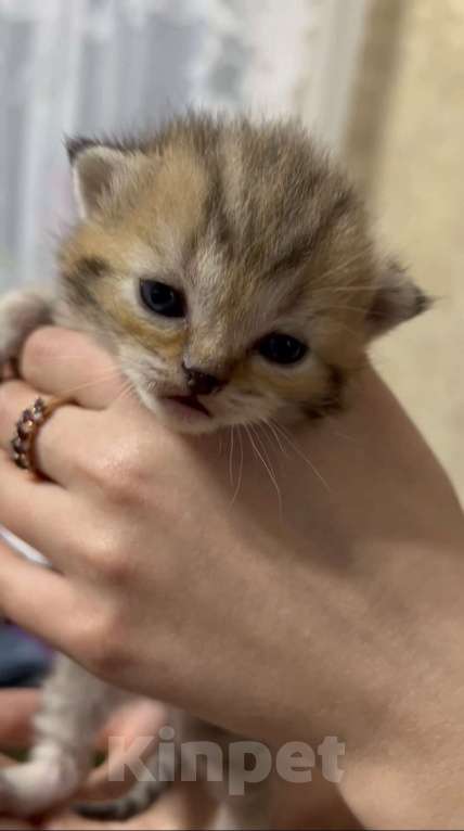 Кошки в Сочи: Шотландский котёнок, мальчик, пятнистый табби Мальчик, 15 000 руб. - фото 1