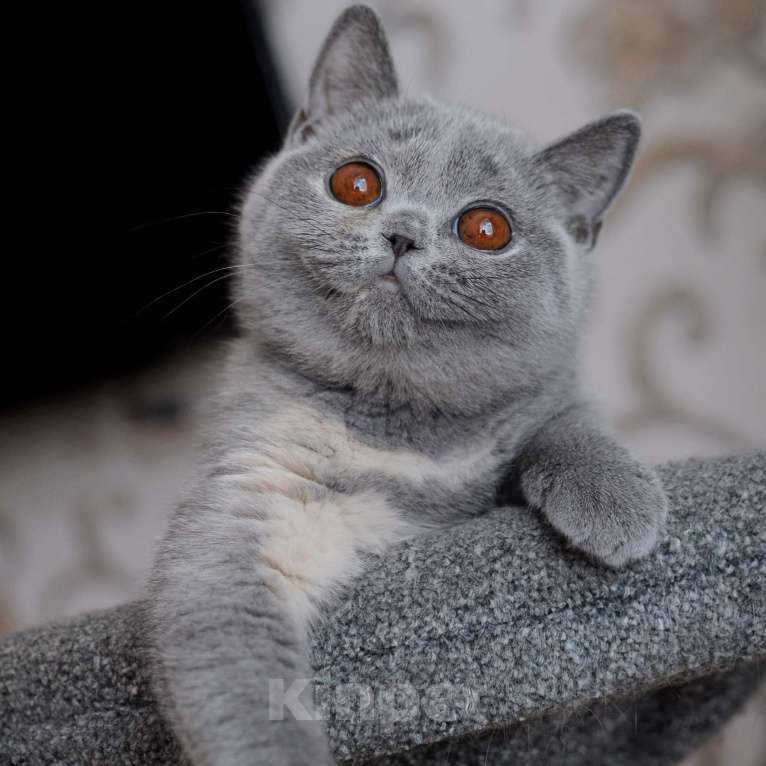 Кошки в Санкт-Петербурге: Британский котёнок Девочка, 35 000 руб. - фото 1