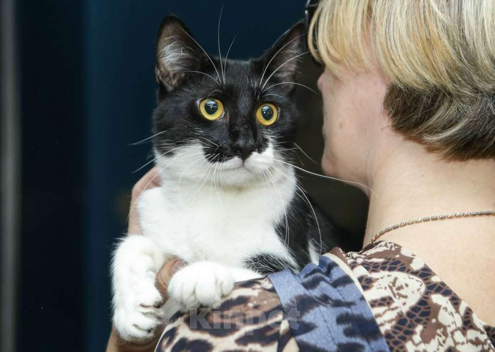 Кошки в Санкт-Петербурге: Котик Назар. Стерилизован Мальчик, Бесплатно - фото 1