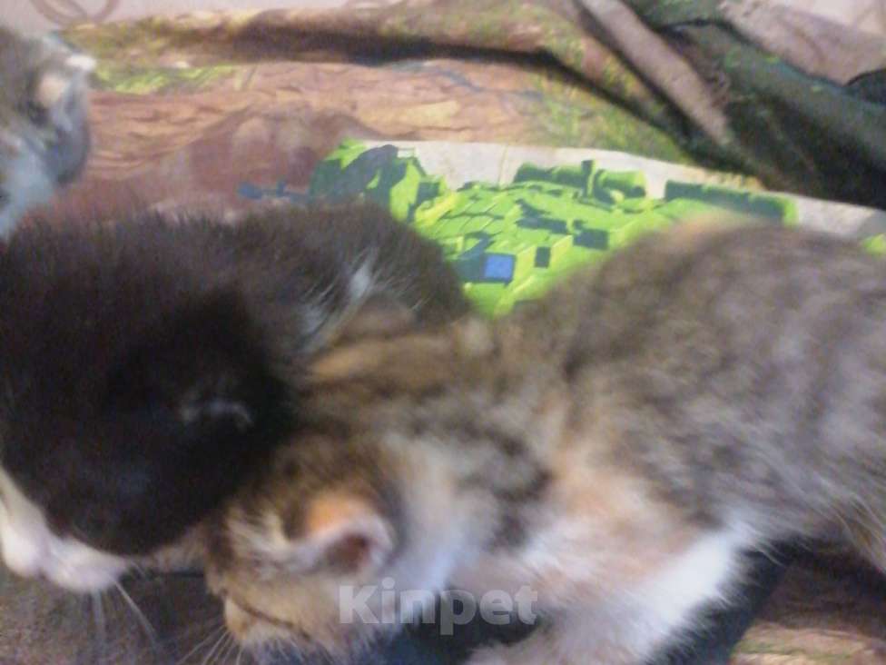 Кошки в Воронеже: Мальчик Мальчик, 300 руб. - фото 2