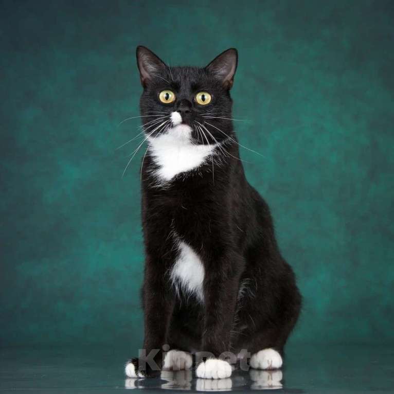 Кошки в Москве: Ищет дом молодая кошечка Мей Девочка, 1 руб. - фото 5