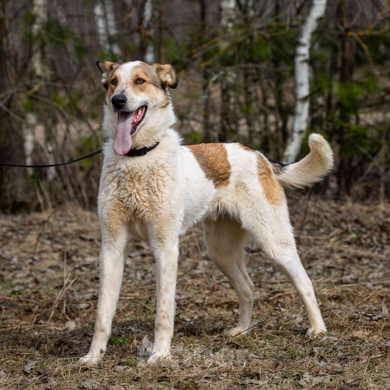 Собаки в Москве: Дэнни, собака-компаньон Мальчик, Бесплатно - фото 5