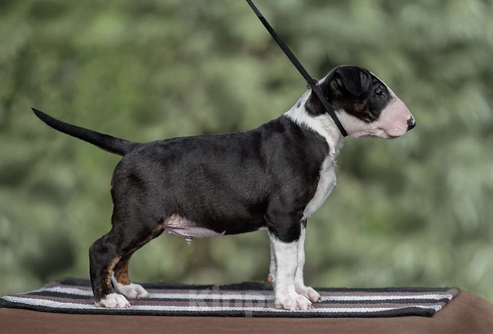Собаки в Москве: Очень перспективные щенки стандартного бультерьера от здоровой и красивой пары чемпионов Мальчик, 90 000 руб. - фото 2