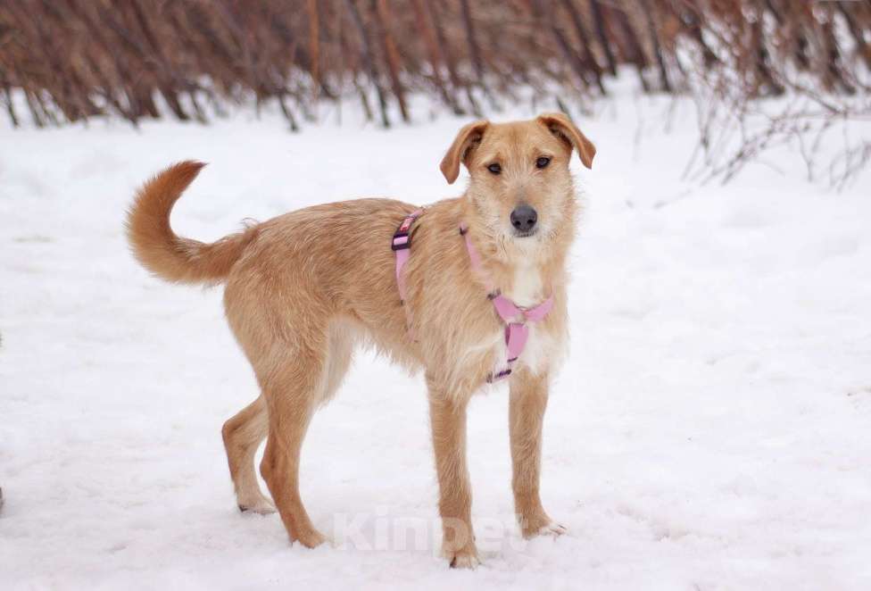 Собаки в Москве: Чувственная и нежная Камелия мечтает обрести семью Девочка, Бесплатно - фото 3