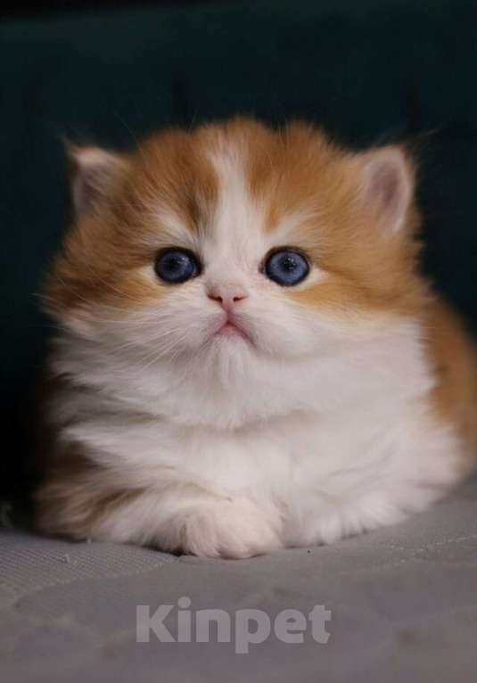 Кошки в Москве: КВИННИ ПУХ - королева породы  Девочка, 300 000 руб. - фото 3
