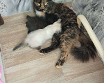 Кошки в Кемерово: Мама кошка Девочка, Бесплатно - фото 1