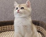 Кошки в Электростали: Шотландские котята редких золотых окрасов из питомника Cats-in-boots Мальчик, 60 000 руб. - фото 7