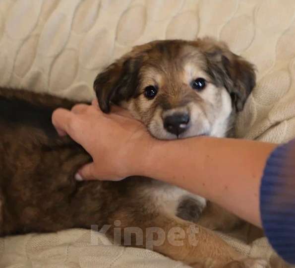 Собаки в других городах Московской области: В добрые руки Девочка, Бесплатно - фото 1