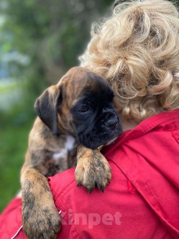 Собаки в Казани: Веселые боксерята Девочка, 50 000 руб. - фото 2