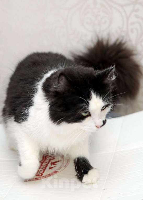 Кошки в Санкт-Петербурге: Обалденные красавцы братики Мальчик, 100 руб. - фото 3