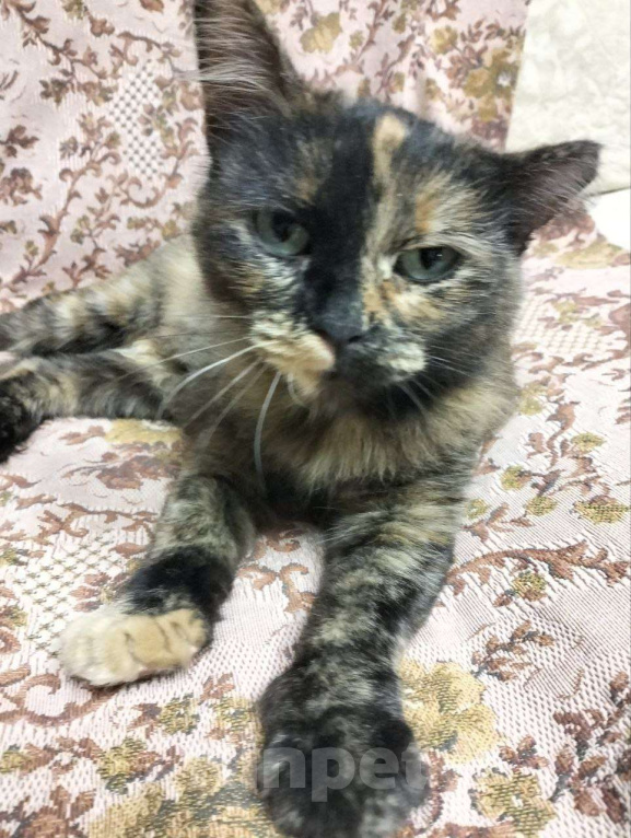 Кошки в Дмитрове: Черепашка Барабулька ищет дом. Девочка, Бесплатно - фото 10