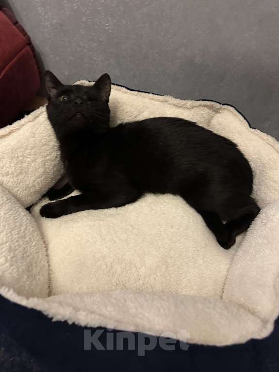 Кошки в Москве: Кошечка Девочка, Бесплатно - фото 6