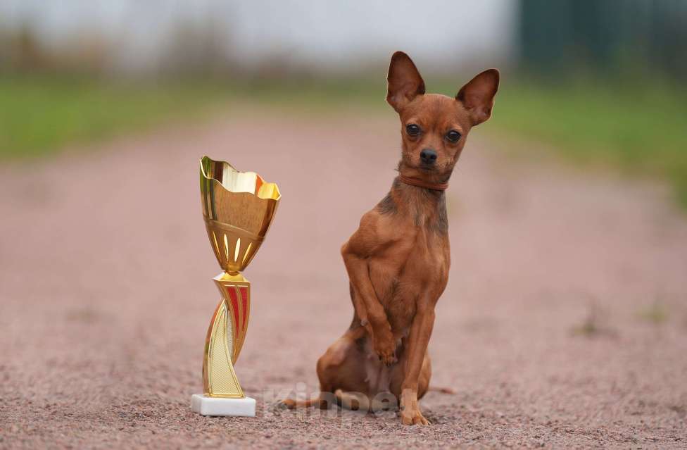 Собаки в Выборге: Щенок русского тоя, г\ш девочка Девочка, 60 000 руб. - фото 3
