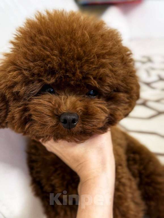 Собаки в Москве: Мальтипу | тикап тедди пудель Китай Девочка, 120 руб. - фото 2