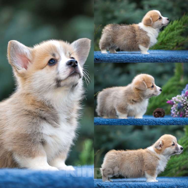 Собаки в Анапе: Племенной кобель вельш корги пемброк Мальчик, Бесплатно - фото 7