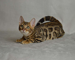 Кошки в Люберцах: Бенгальский котик Senator Мальчик, 15 000 руб. - фото 2